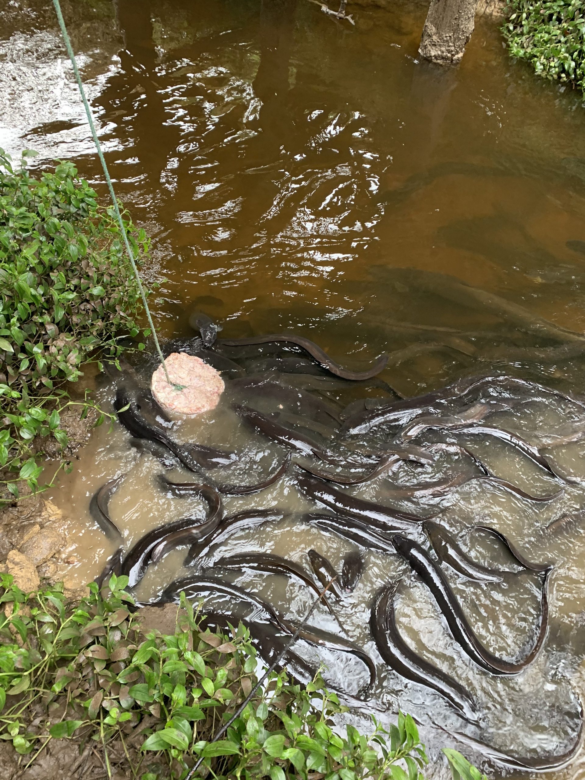 Hundreds of pet eels go missing Greymouth Star