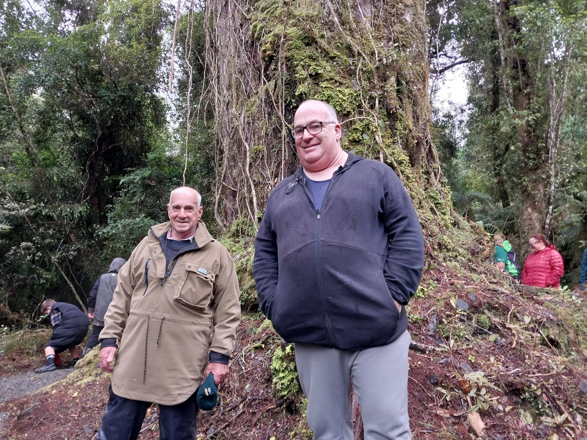 Huge forest giant found; walk opened - Greymouth Star