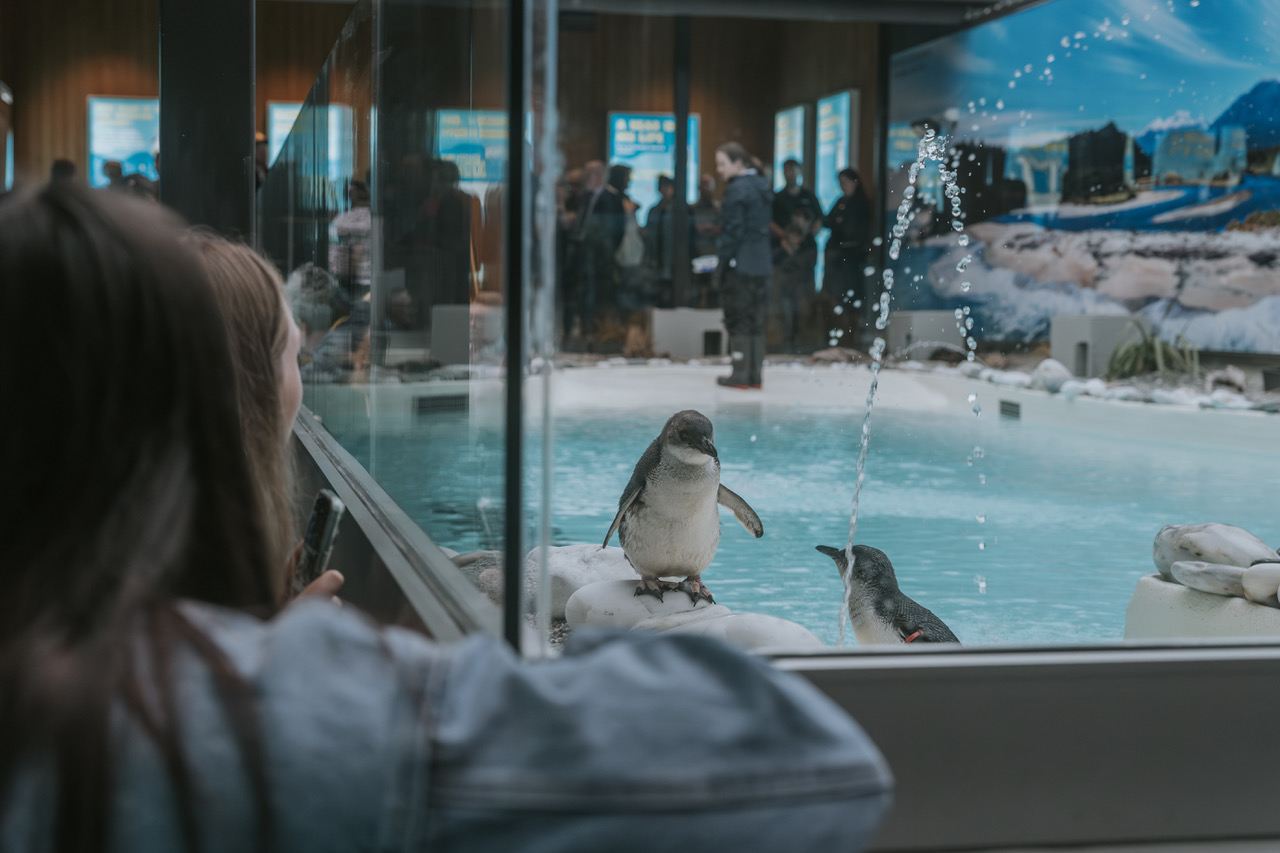 Penguins steal hearts in Franz - Greymouth Star