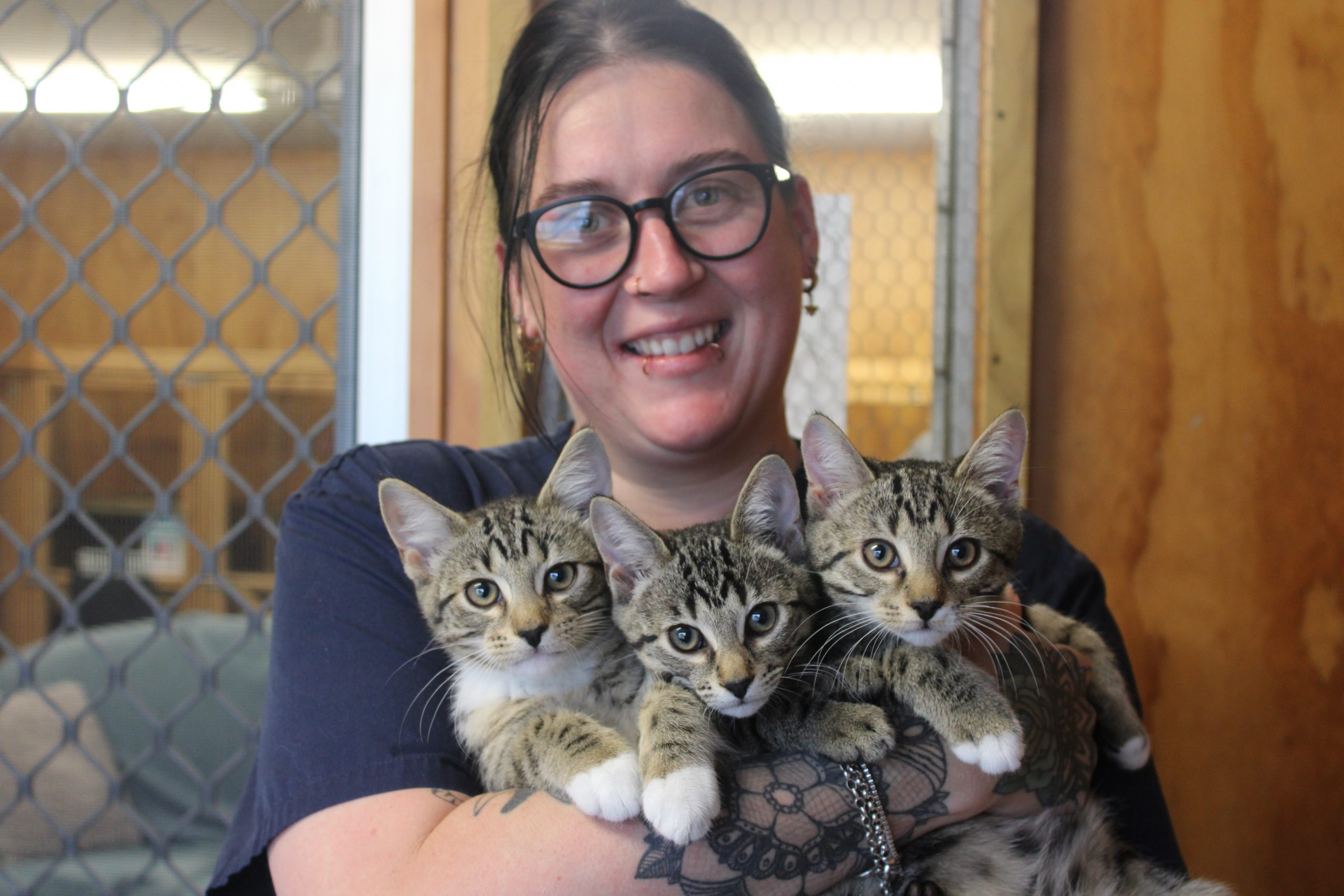 Kittens fill Coast SPCA centres - Greymouth Star