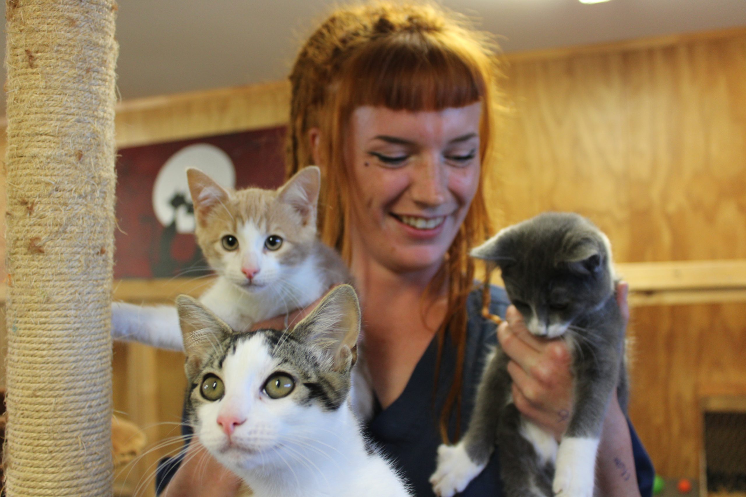 SPCA prepares for 'Caturdays' - Greymouth Star